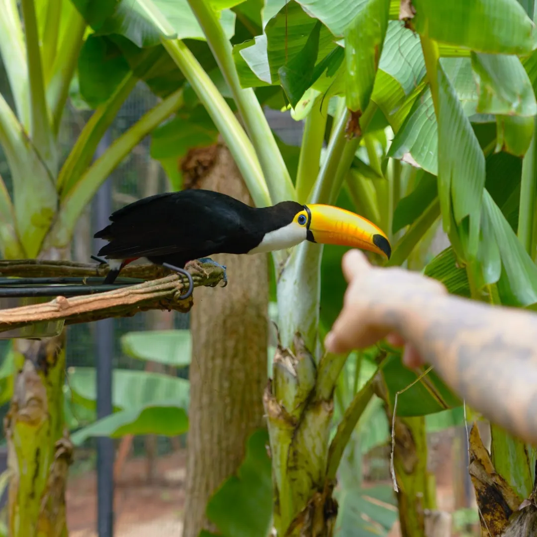 Parque das Aves - foto 3